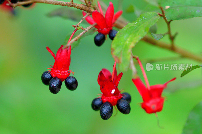 美丽植物的花/毛莨属